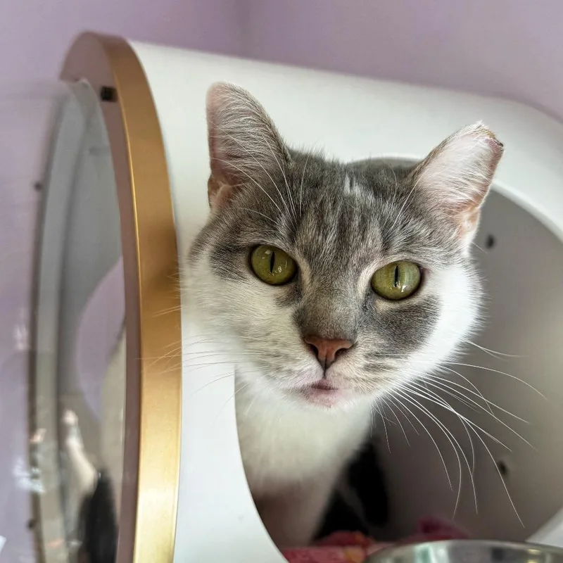 An adult medium-sized female Gray / Blue / Silver Domestic Short Hair cat named Janet for adoption in Boston, MA