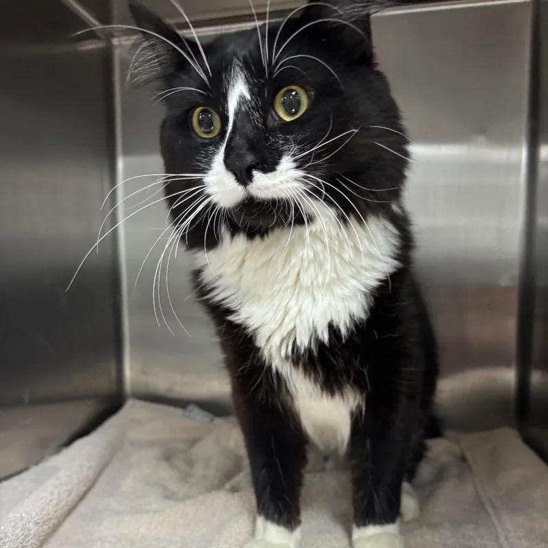 Sylvester
