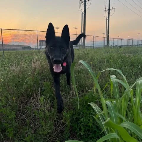 An adult large-sized female Black Mixed Breed dog named Lady for adoption in Houston, TX