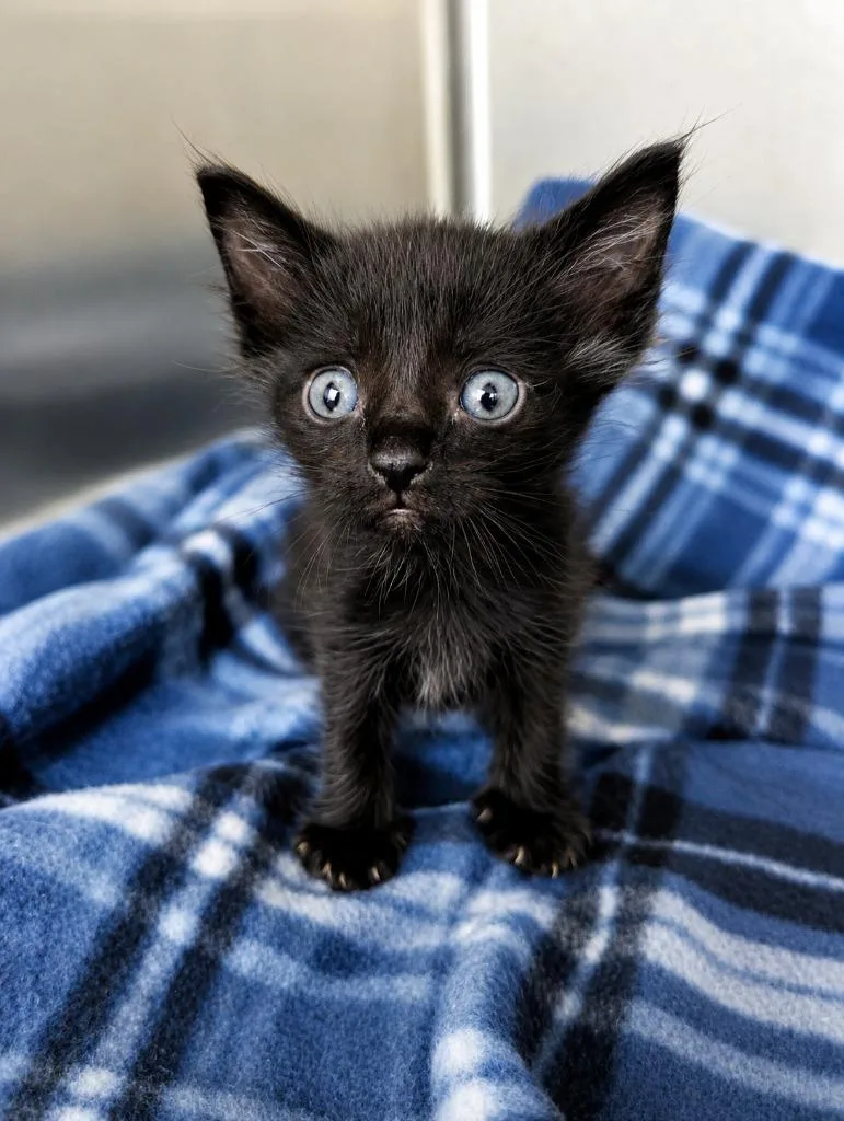 A baby medium-sized male Domestic Short Hair cat named Jagger for adoption in Seven Points, TX