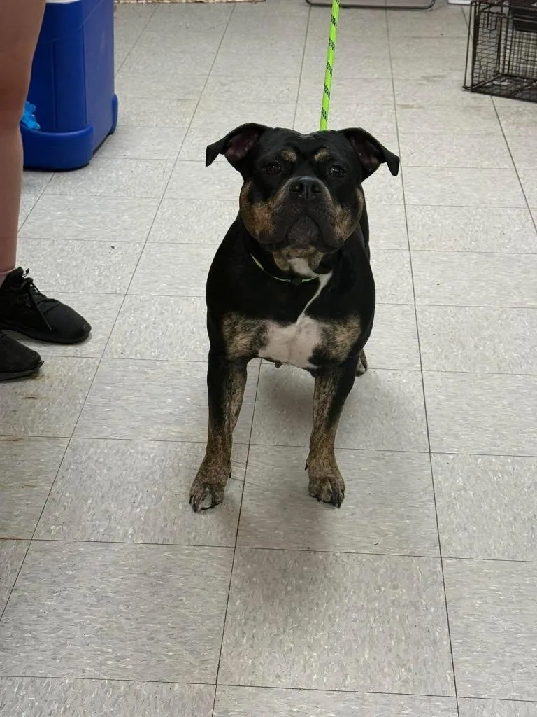 A young medium-sized female Pit Bull Terrier dog named Eliana for adoption in Sorrento, LA