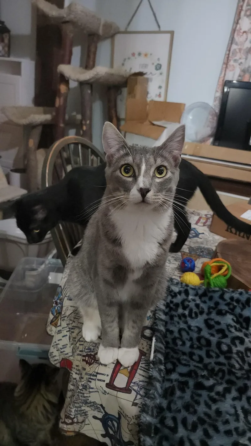 A young large-sized male Domestic Short Hair cat named Prince Charming for adoption in Clayton, NC