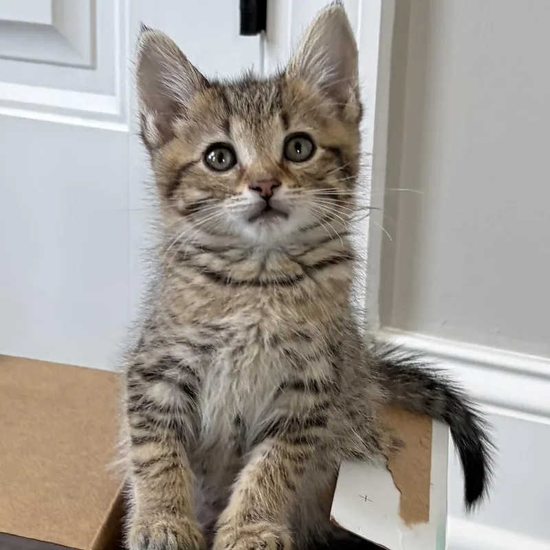 A baby small-sized male Tabby (Brown / Chocolate) Domestic Short Hair cat named Jack for adoption in Knoxville, TN