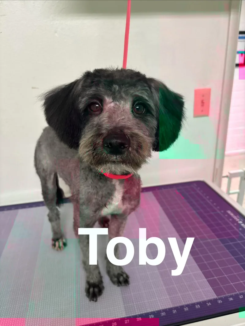 Toby