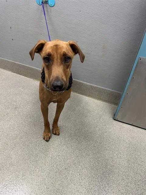A young medium-sized male Labrador Retriever dog named Nugget for adoption in Las Vegas, NV