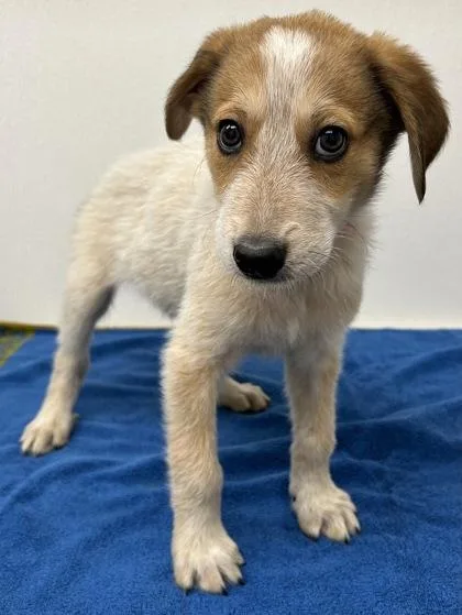 A young large-sized male Cattle Dog dog named Sputnik for adoption in Phoenix, AZ