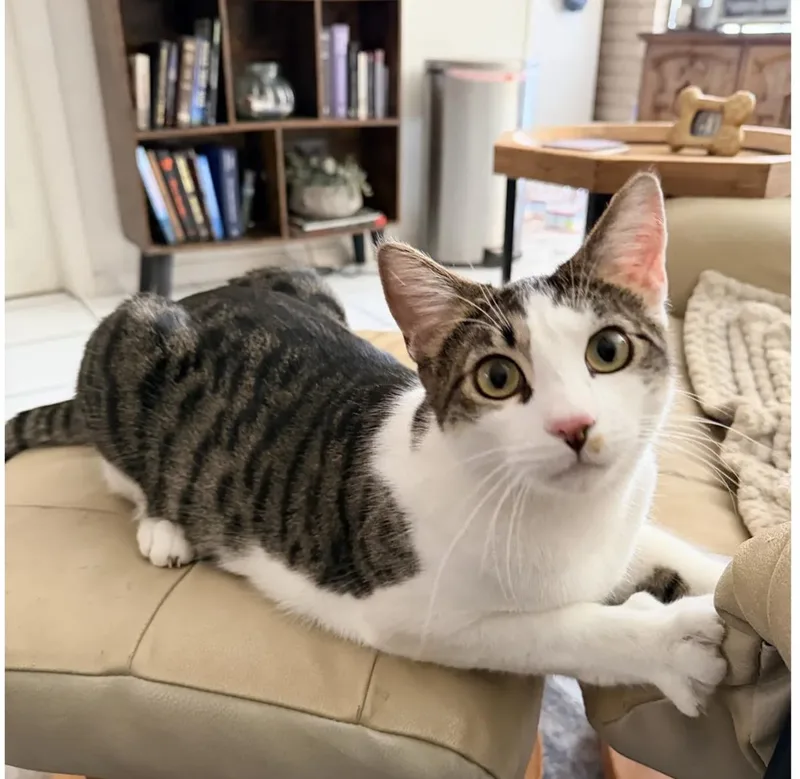 A young medium-sized male Brown / Chocolate Domestic Short Hair cat named Dolce for adoption in La Jolla, CA