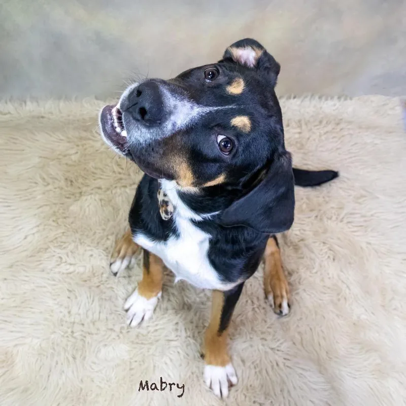 A young medium-sized male Black Greater Swiss Mountain Dog dog named Mabry for adoption in Northbrook, IL