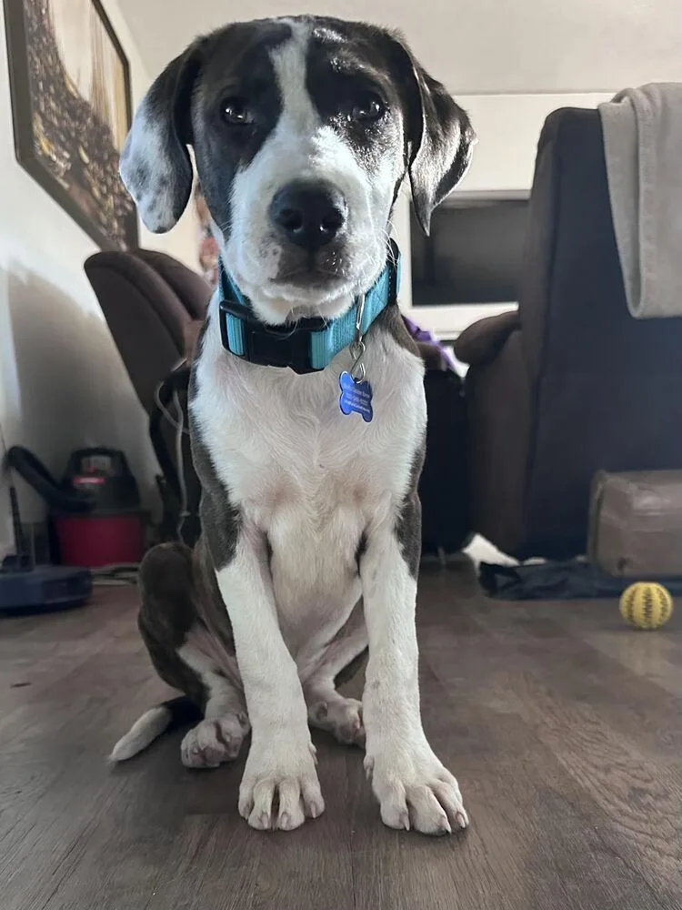 A baby small-sized male Pit Bull Terrier dog named Sawyer for adoption in Colorado Springs, CO