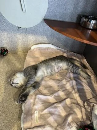 A baby small-sized female Domestic Short Hair cat named Vera for adoption in Washington, DC