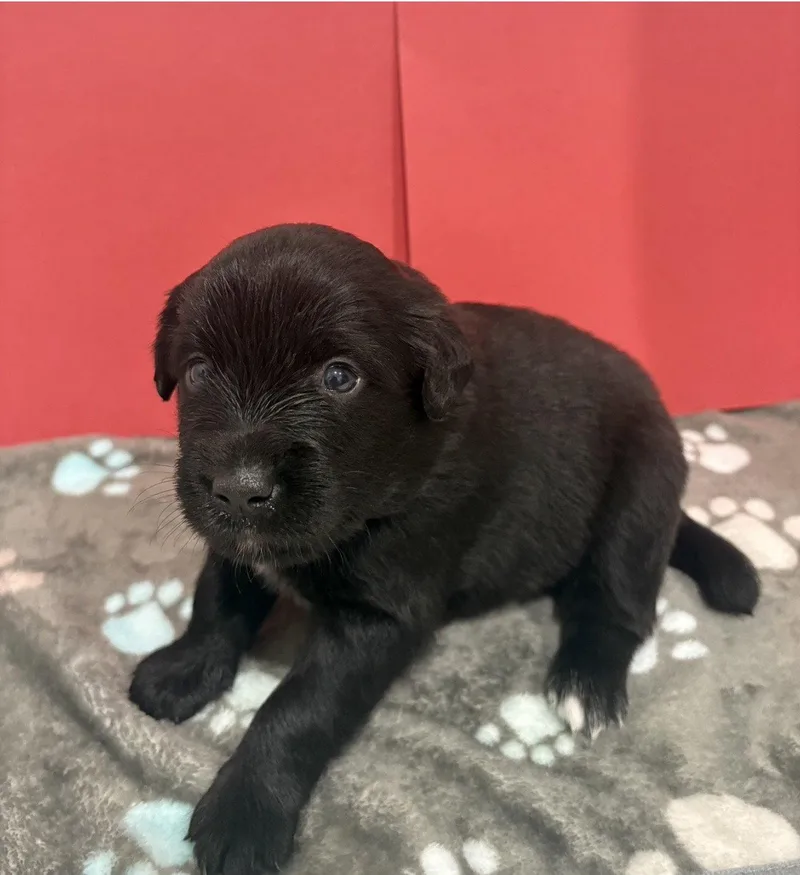 A young medium-sized male Australian Shepherd dog named Jet for adoption in Euless, TX