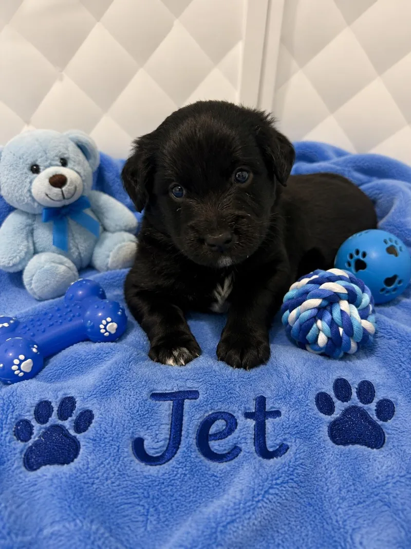 Jet thumbnail 2