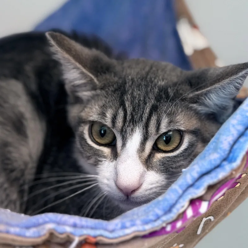 A baby small-sized female Domestic Short Hair cat named Moana for adoption in Oakland, CA