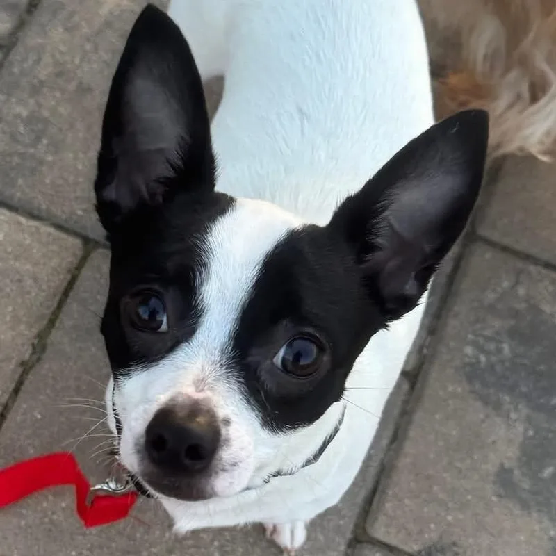 A young small-sized male White / Cream Mixed Breed dog named Marco for adoption in Fredericksburg, VA