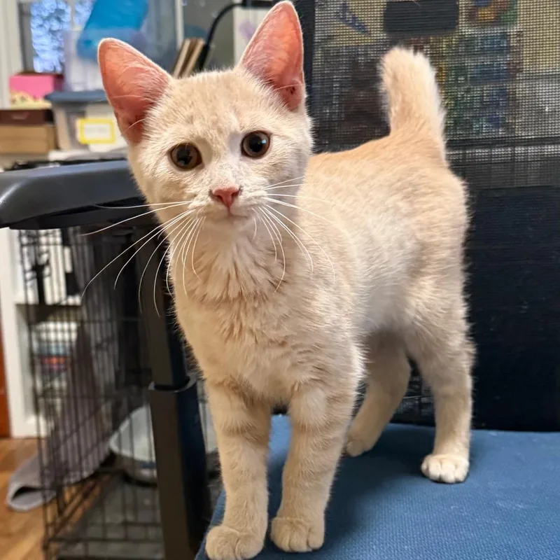 A baby small-sized male Buff / Tan / Fawn Domestic Short Hair cat named Andrew for adoption in Potomac, MD