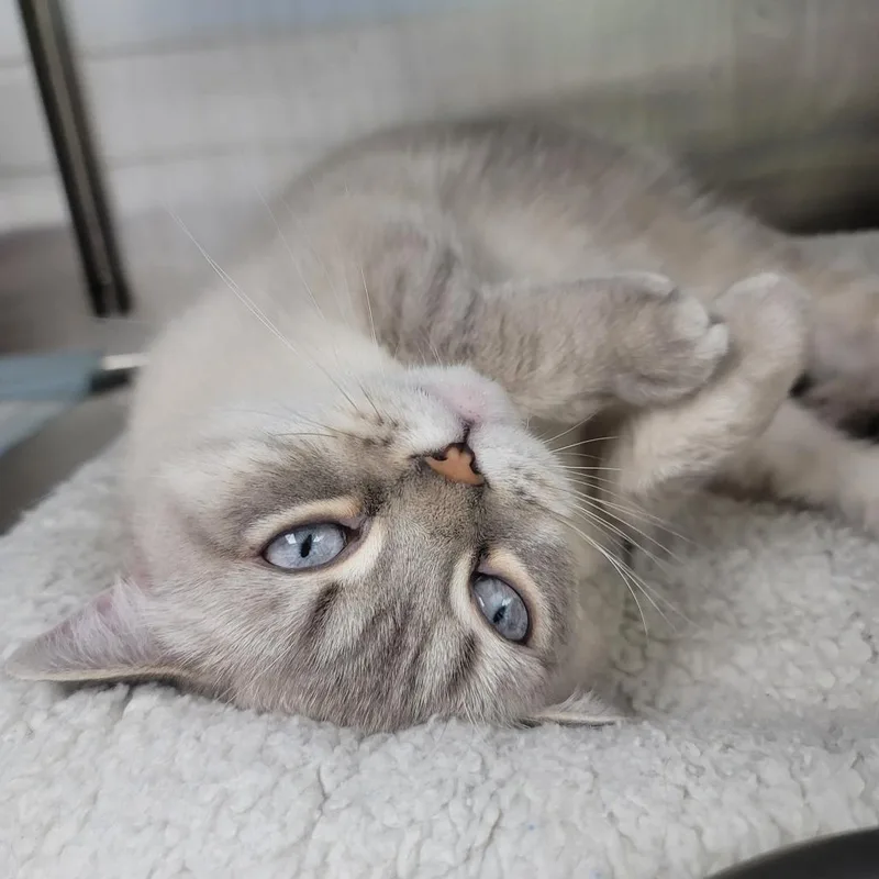 An adult large-sized female Lilac Point Scottish Fold cat named Mercury for adoption in La Grange, KY