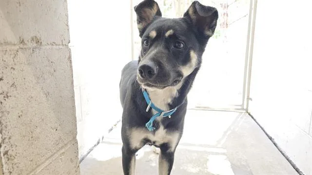 An adult large-sized female German Shepherd Dog dog named Yvie for adoption in Albuquerque, NM