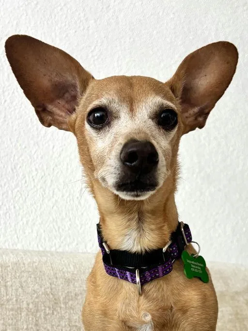 An adult small-sized male Dachshund dog named Toby for adoption in Los Angeles, CA