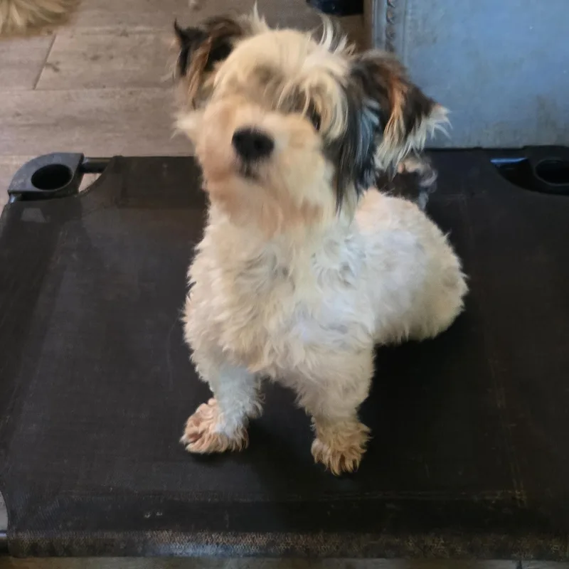 An adult small-sized male White / Cream Yorkshire Terrier dog named Micha for adoption in Zaleski, OH