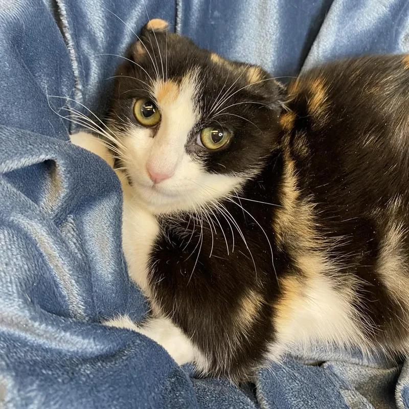 Belladonna thumbnail 2