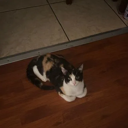 Belladonna thumbnail 3