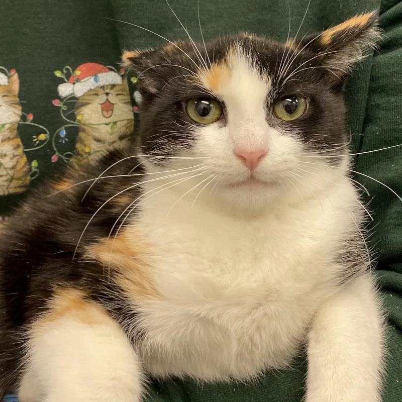 Belladonna thumbnail 4