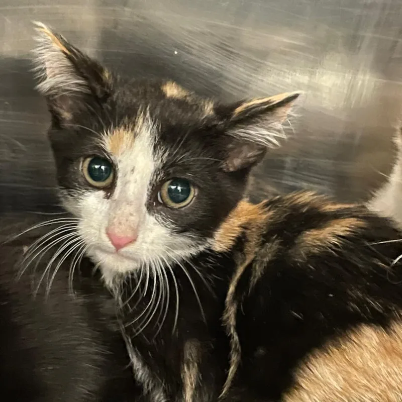 Belladonna thumbnail 5