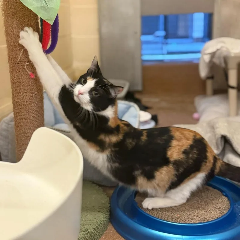 Belladonna thumbnail 6