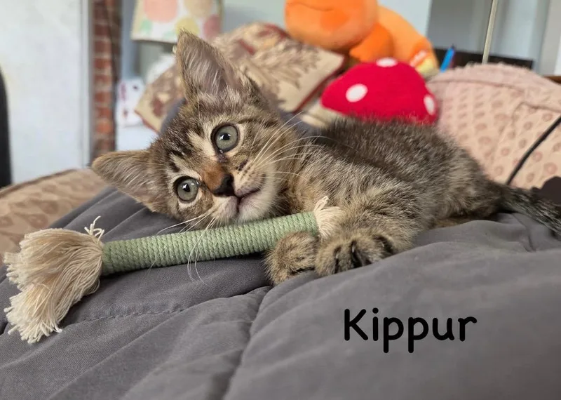 A baby medium-sized female Domestic Short Hair cat named Kippur for adoption in New Orleans, LA