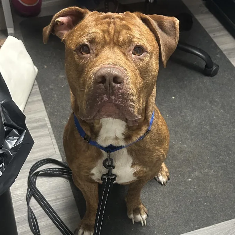 An adult large-sized male American Bulldog dog named Hooch for adoption in Greenville, PA