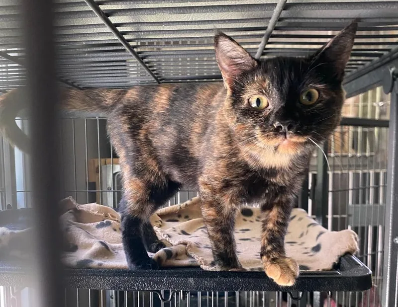 A baby medium-sized female Domestic Short Hair cat named Karma for adoption in Cumming, GA