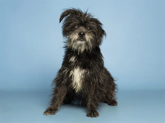 A young small-sized male Cairn Terrier dog named Kairo for adoption in Phoenix, AZ