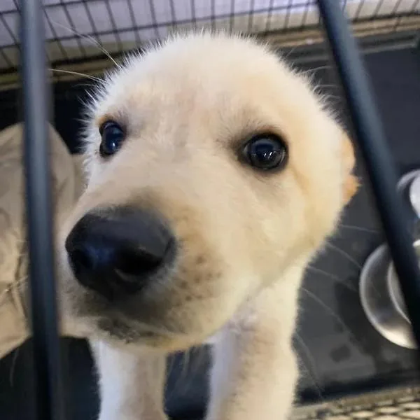 Biscuit