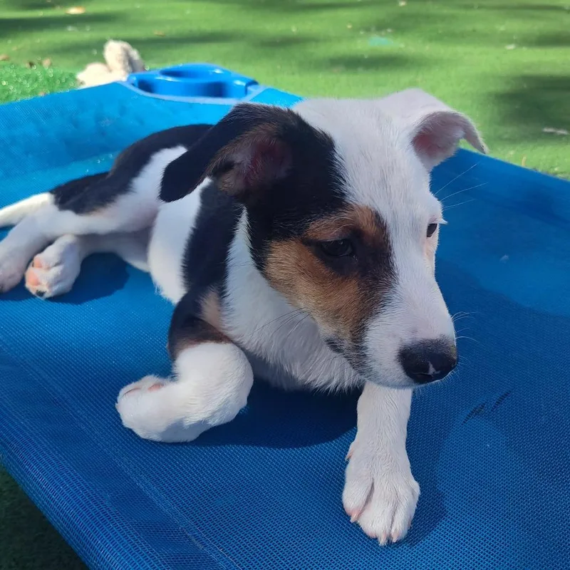 A baby medium-sized female Hound dog named Lark for adoption in Joliet, IL