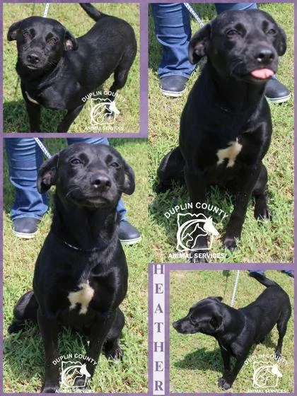 A young medium-sized female Retriever dog named Heather for adoption in Kenansville, NC