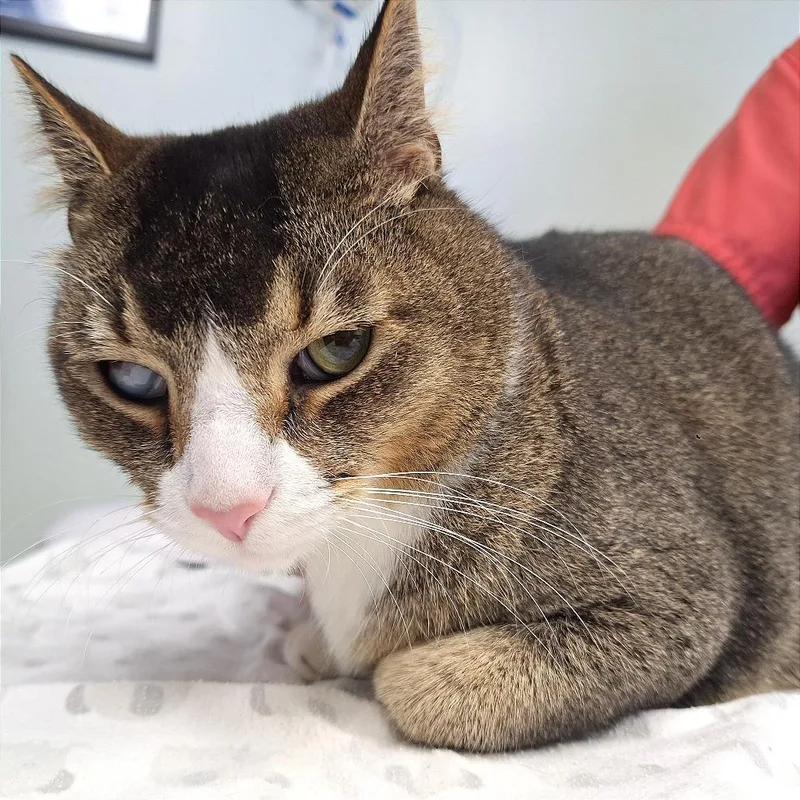 An adult large-sized male Domestic Short Hair cat named Joe for adoption in Cumming, GA