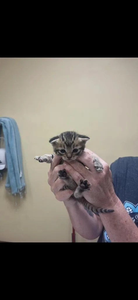 A baby medium-sized male Domestic Short Hair cat named Kirby for adoption in Florence, SC