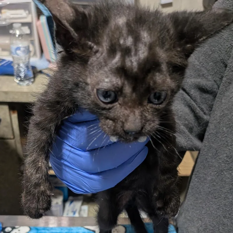 A baby small-sized male Buff / Tan / Fawn Domestic Short Hair cat named Quick for adoption in Milton, FL