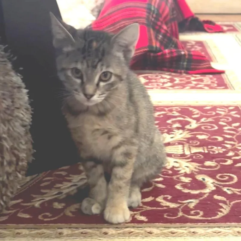 A baby small-sized female Torbie Domestic Short Hair cat named Rogue for adoption in Commerce City, CO
