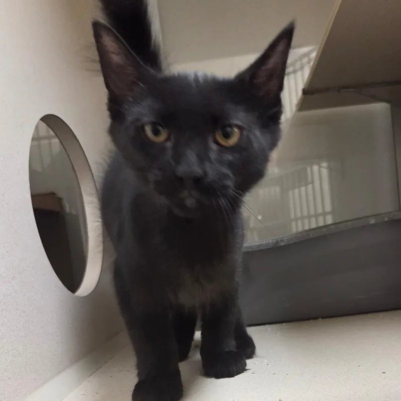 A baby small-sized female Black Domestic Short Hair cat named Ziva for adoption in Ballston Spa, NY