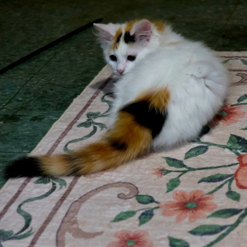 Lyla