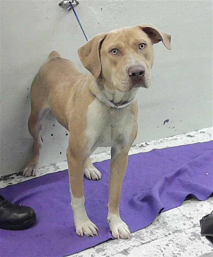 A young medium-sized male Staffordshire Bull Terrier dog named Ellis for adoption in Houston, TX
