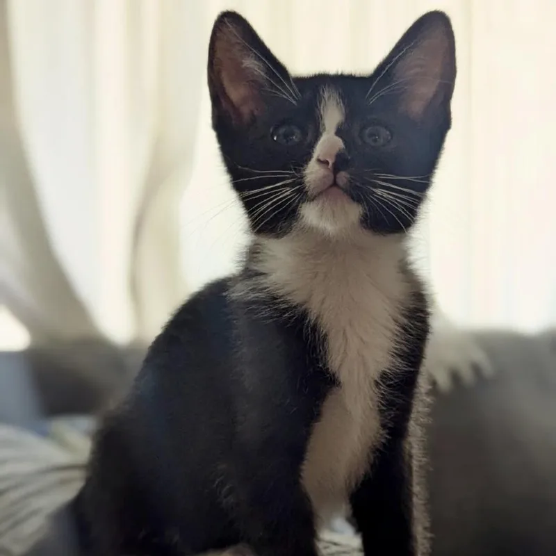 A baby small-sized female Black Domestic Short Hair cat named Sia for adoption in Orlando, FL