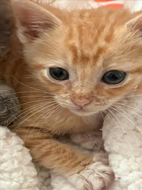 A baby small-sized male Domestic Short Hair cat named Andy for adoption in Tracy, CA