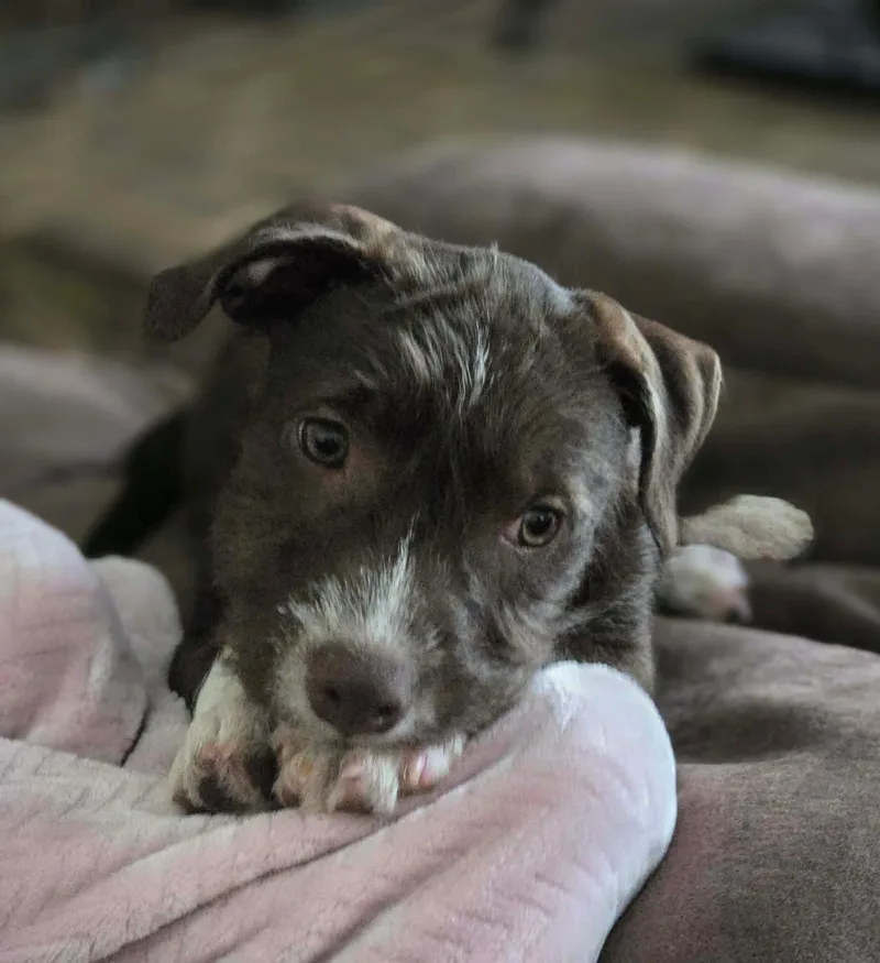 A baby medium-sized male Brown / Chocolate American Staffordshire Terrier dog named Peter for adoption in Mooresville, NC