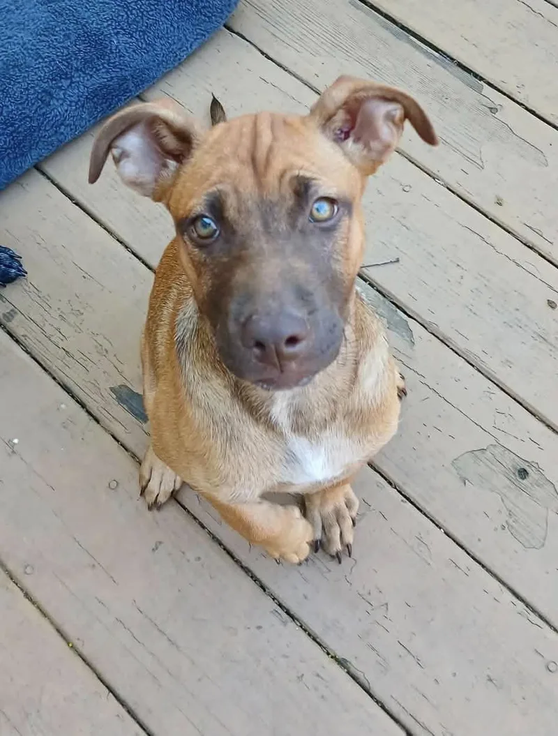 A baby medium-sized female Brown / Chocolate Mixed Breed dog named Nazthia for adoption in Ronkonkoma, NY