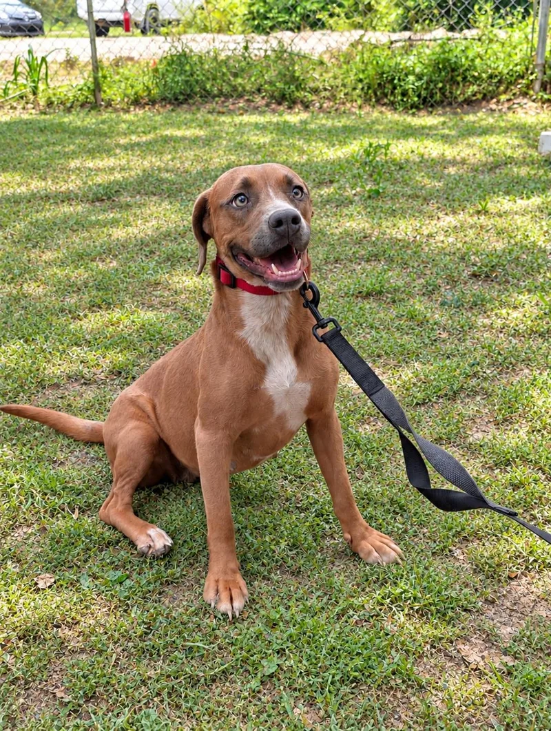 A young medium-sized female Mixed Breed dog named Hailey for adoption in Nahunta, GA
