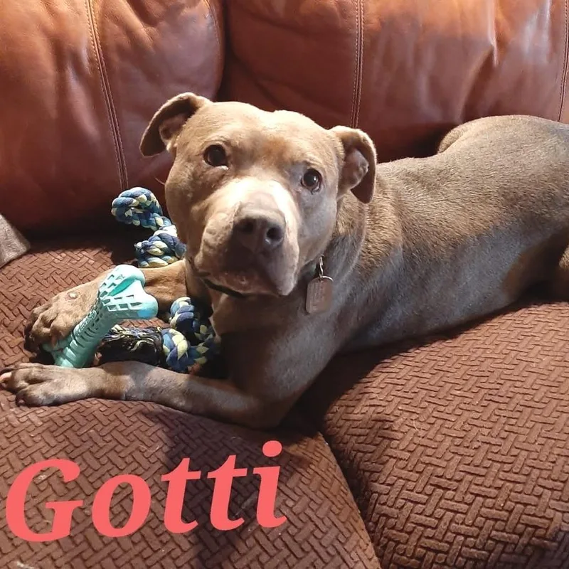 Gotti thumbnail 5