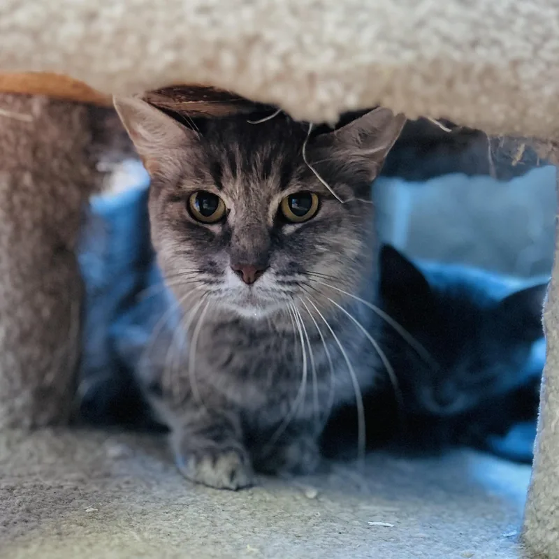 A young medium-sized female Tabby (Gray / Blue / Silver) Domestic Long Hair cat named Queenie for adoption in Seguin, TX