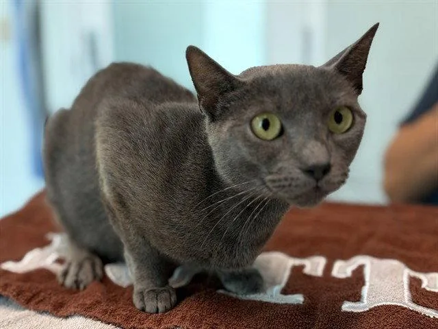 An adult medium-sized female Gray / Blue / Silver Domestic Short Hair cat named Tulip for adoption in Tavares, FL